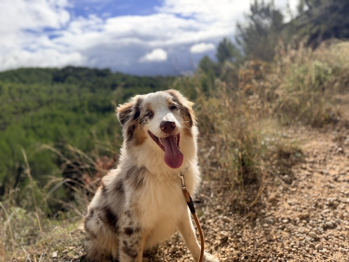 Chien en balade dans les collines d'Allauch avec la Pension Canine Chez Léa
